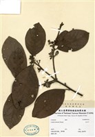 藏品(內冬子)的圖片